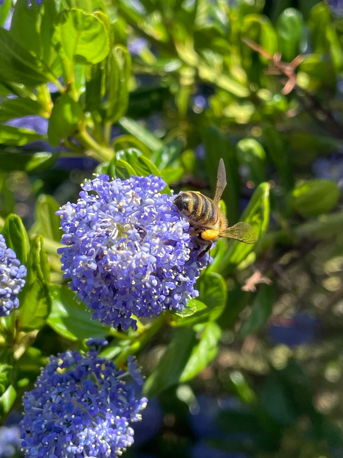 Une abeille butinant une fleur dans notre jardin ardéchois