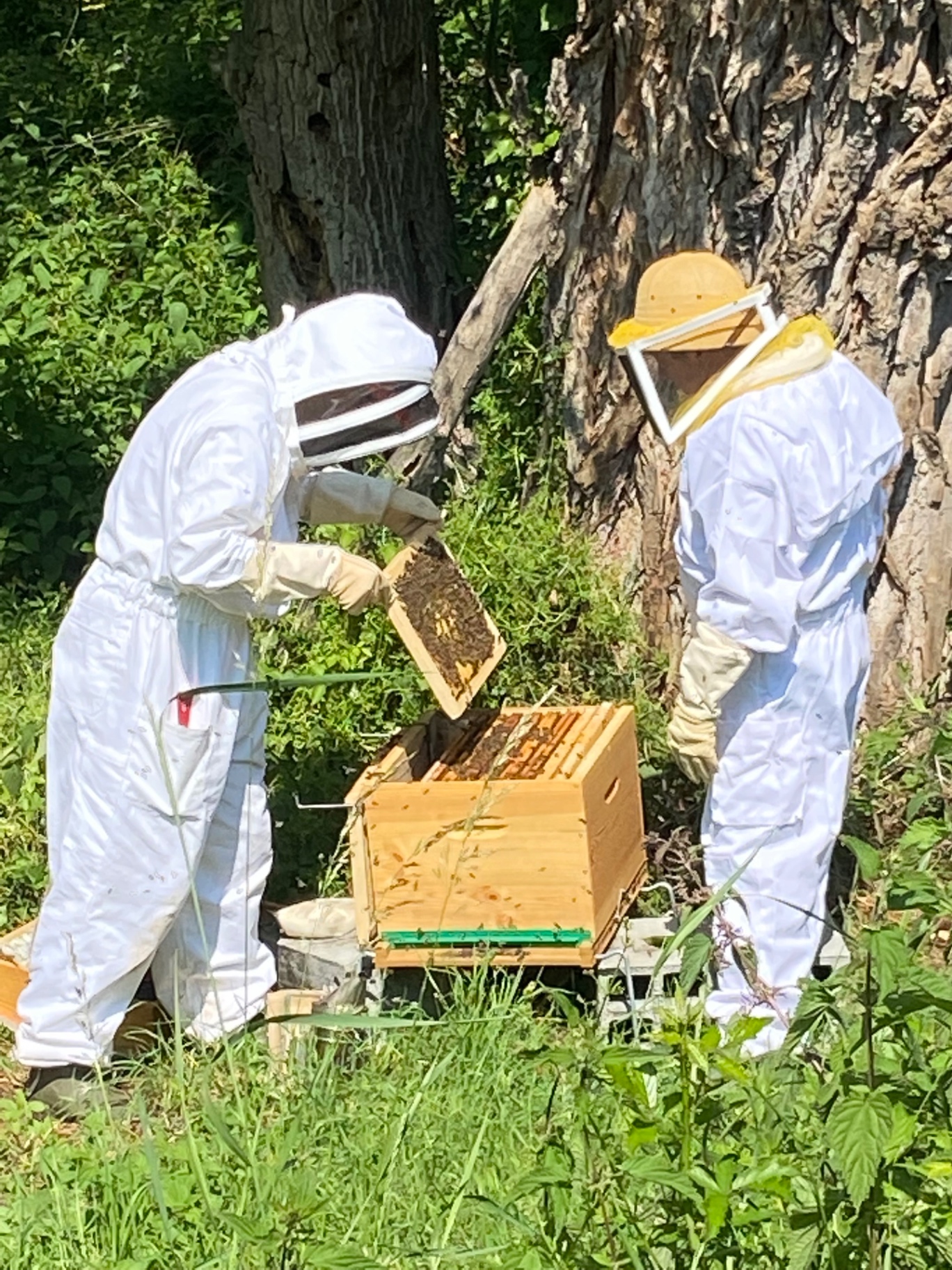 Nos ruches en Ardèche — récolte de la cire d'abeille